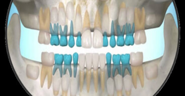 Desarrollo de la dentición humana